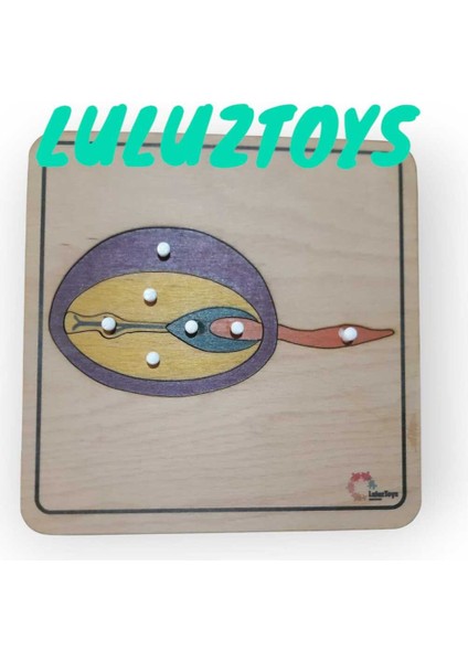 Montessori Tohum Puzzle