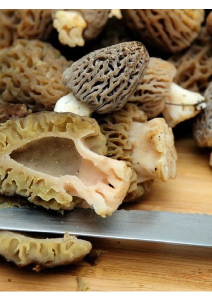 Kuzu Göbeği Mantarı Tohumu Mantar Tohumu