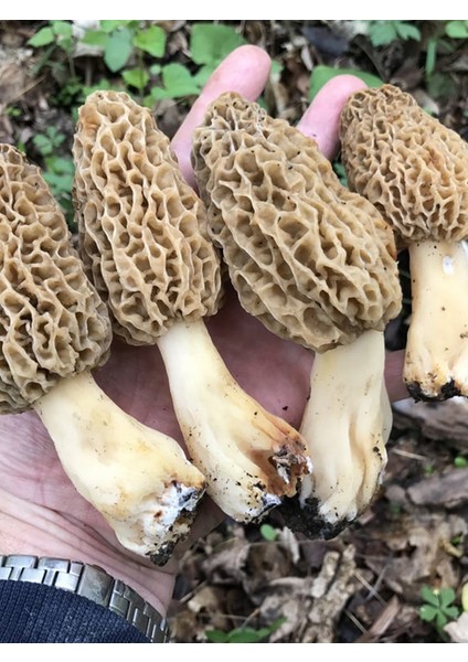 Kuzu Göbeği Mantarı Tohumu Mantar Tohumu