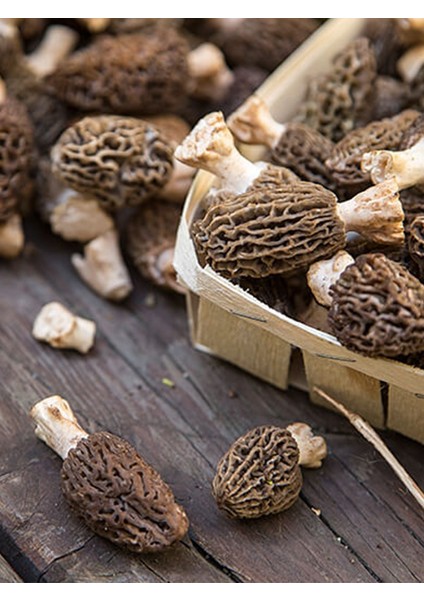 Kuzu Göbeği Mantarı Tohumu Mantar Tohumu