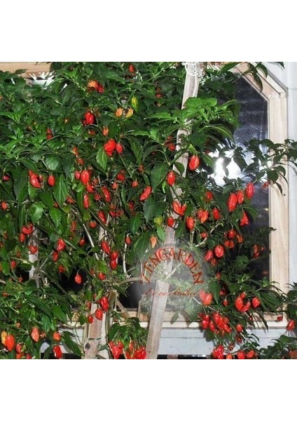 Dünyanın En Acı Biberi Bhut Jolokia Biber Tohumu