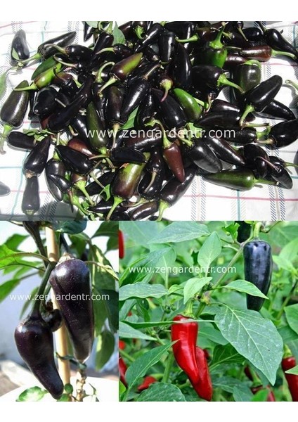 Mor Serrano Acı Biber Tohumu Chili Geleneksel