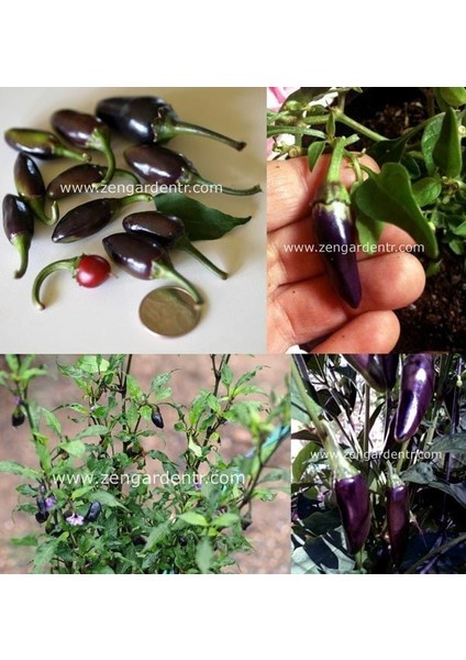 Mor Serrano Acı Biber Tohumu Chili Geleneksel modelleri