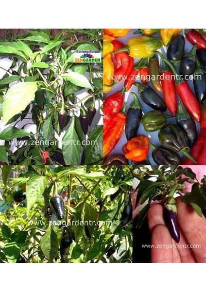 Mor Serrano Acı Biber Tohumu Chili Geleneksel fırsatları