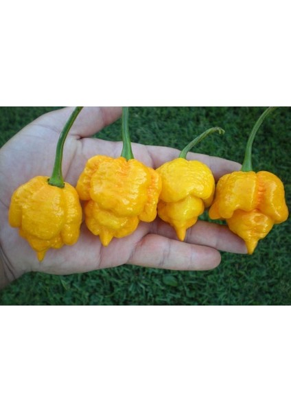 Sarı Trinidad Moruga Akrep Biberi Tohumu Dünyanın En Acı Biberleri