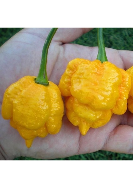 Sarı Trinidad Moruga Akrep Biberi Tohumu Dünyanın En Acı Biberleri fiyatları