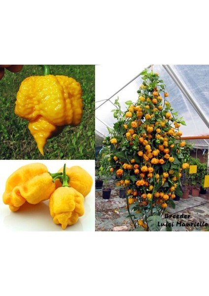 Sarı Trinidad Moruga Akrep Biberi Tohumu Dünyanın En Acı Biberleri modelleri
