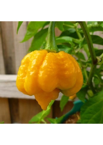 Sarı Trinidad Moruga Akrep Biberi Tohumu Dünyanın En Acı Biberleri fırsatları