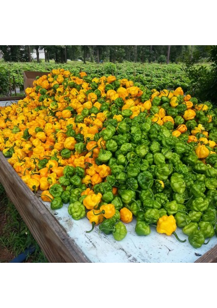 Sarı Jamaika Acı Biber Tohumu Yellow Scotch Bonnet Jamaican