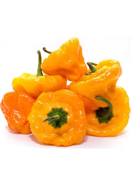 Sarı Jamaika Acı Biber Tohumu Yellow Scotch Bonnet Jamaican modelleri