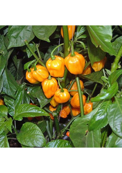 Sarı Jamaika Acı Biber Tohumu Yellow Scotch Bonnet Jamaican fırsatları