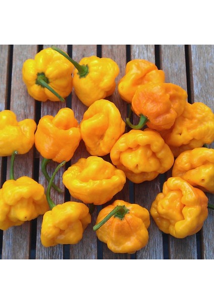 Sarı Jamaika Acı Biber Tohumu Yellow Scotch Bonnet Jamaican indirimleri