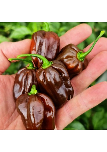 Çikolata Habanero Biber Tohumu Çok Acı Chocolate Habanero Capsicum Chinense fiyatları