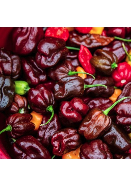 Çikolata Habanero Biber Tohumu Çok Acı Chocolate Habanero Capsicum Chinense modelleri