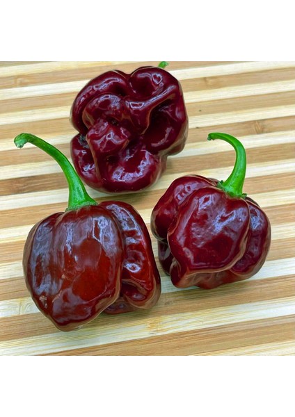 Çikolata Habanero Biber Tohumu Çok Acı Chocolate Habanero Capsicum Chinense fırsatları