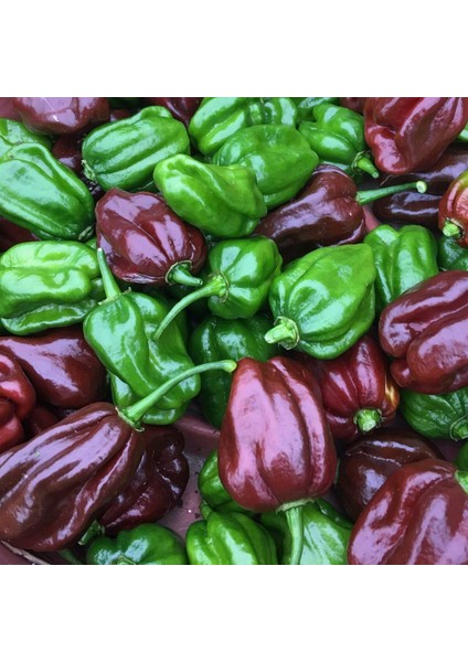 Çikolata Habanero Biber Tohumu Çok Acı Chocolate Habanero Capsicum Chinense indirimleri