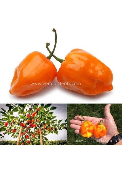 Turuncu Habanero Biber Tohumu Acı fiyatları