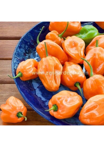 Turuncu Habanero Biber Tohumu Acı