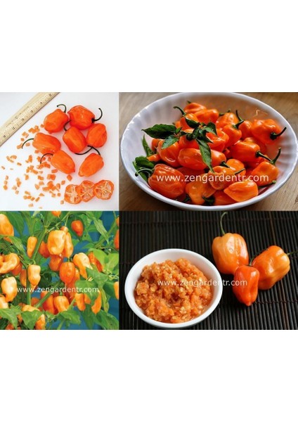 Turuncu Habanero Biber Tohumu Acı modelleri
