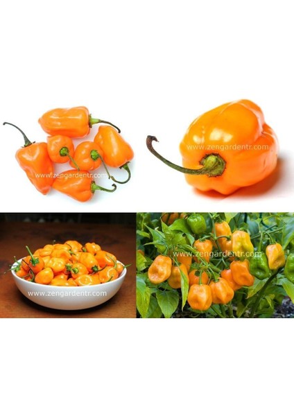 Turuncu Habanero Biber Tohumu Acı fırsatları
