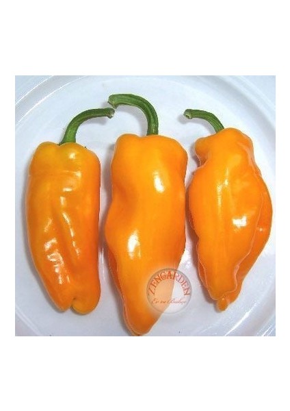 Küçük Marsilya Biberi Tohumu Orta Acı Geleneksel Petit Marseillais Pepper
