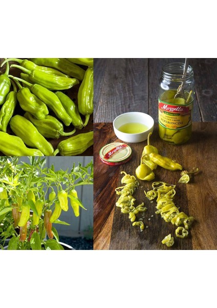 Pepperoncini Altın Yunan Biberi Tohumu fiyatları