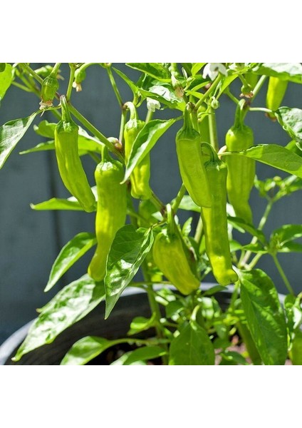 Pepperoncini Altın Yunan Biberi Tohumu fırsatları