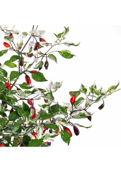 Mor Kaplan Acı Biberi Tohumu Purple Tiger Hot Pepper