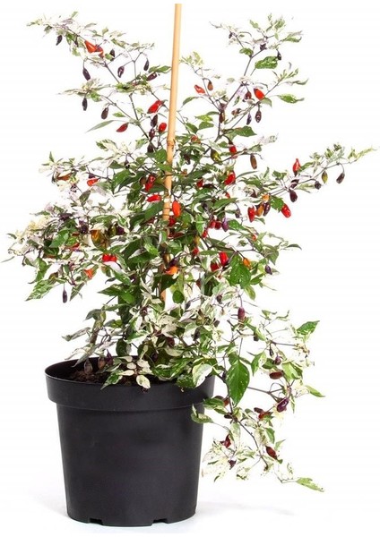 Mor Kaplan Acı Biberi Tohumu Purple Tiger Hot Pepper fiyatları