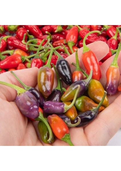 Mor Kaplan Acı Biberi Tohumu Purple Tiger Hot Pepper modelleri