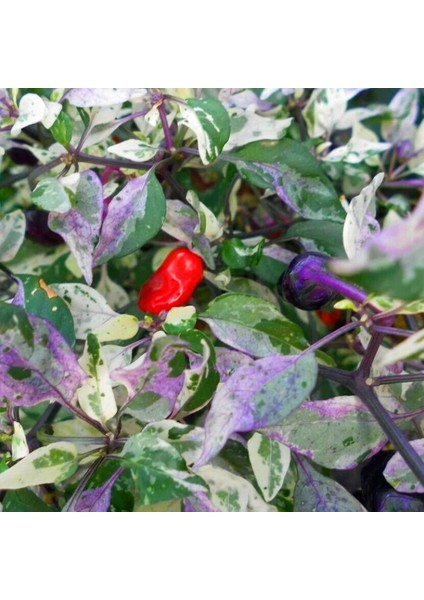 Mor Kaplan Acı Biberi Tohumu Purple Tiger Hot Pepper fırsatları