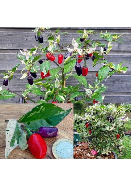 Mor Kaplan Acı Biberi Tohumu Purple Tiger Hot Pepper indirimleri