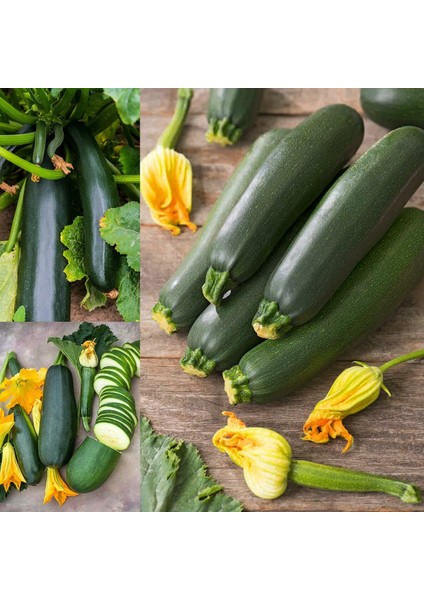 Yaz Kabağı Tohumu Geleneksel Black Beauty Summer Squash fiyatları