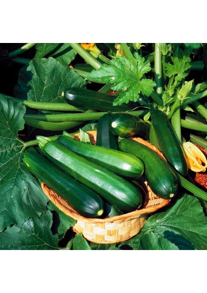 Yaz Kabağı Tohumu Geleneksel Black Beauty Summer Squash modelleri