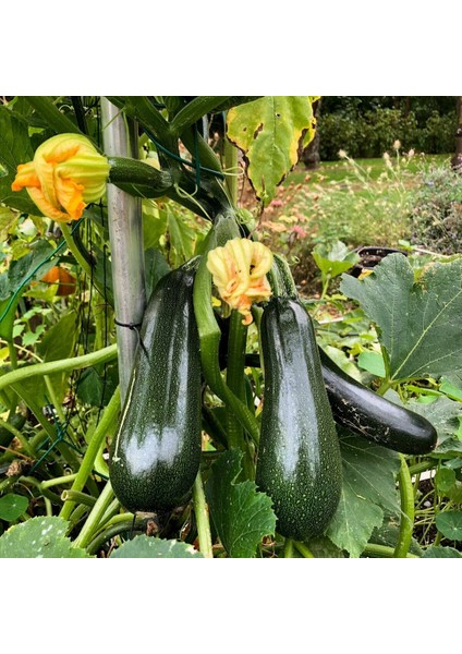 Yaz Kabağı Tohumu Geleneksel Black Beauty Summer Squash indirimleri