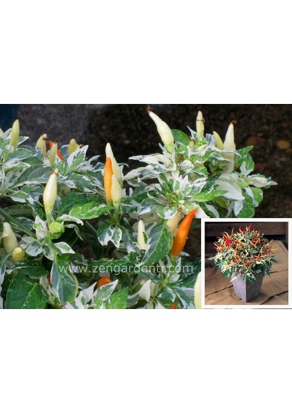 Alaca Yapraklı Süs Biberi Tohumu Shu Ornamental Pepper