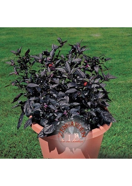 Kara Inci Süs Biberi Tohumu Black Pearl Ornamental Pepper