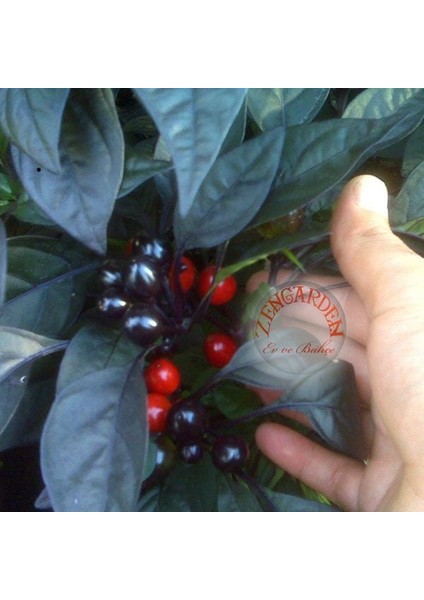 Kara Inci Süs Biberi Tohumu Black Pearl Ornamental Pepper fiyatları