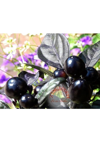 Kara Inci Süs Biberi Tohumu Black Pearl Ornamental Pepper modelleri