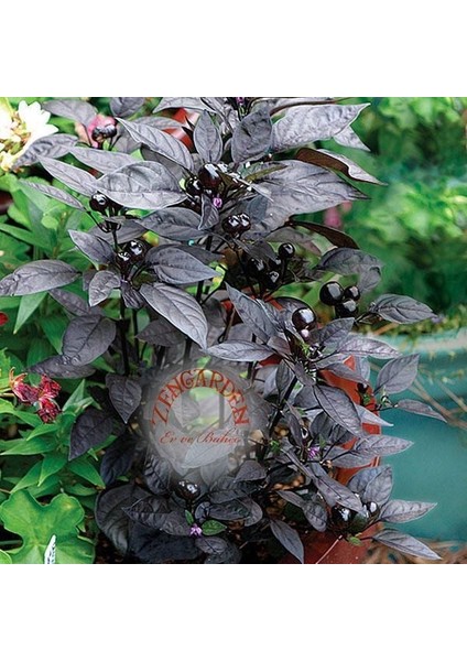 Kara Inci Süs Biberi Tohumu Black Pearl Ornamental Pepper fırsatları