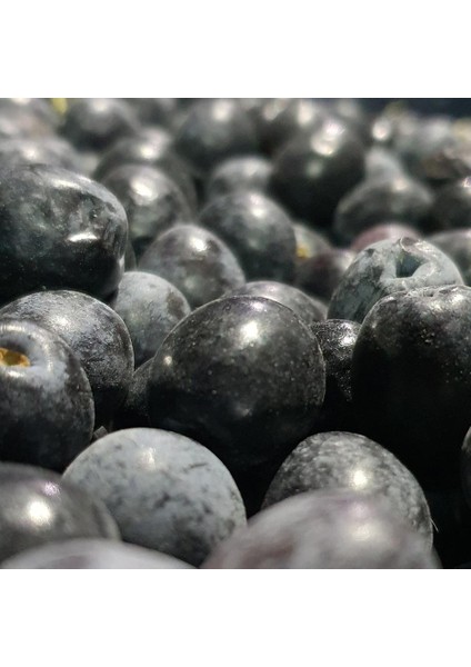 İZORYA Taze Toplanmış Ham Mut Siyahı Zeytini Selelik Çevirmelik 3kg 2 Numara