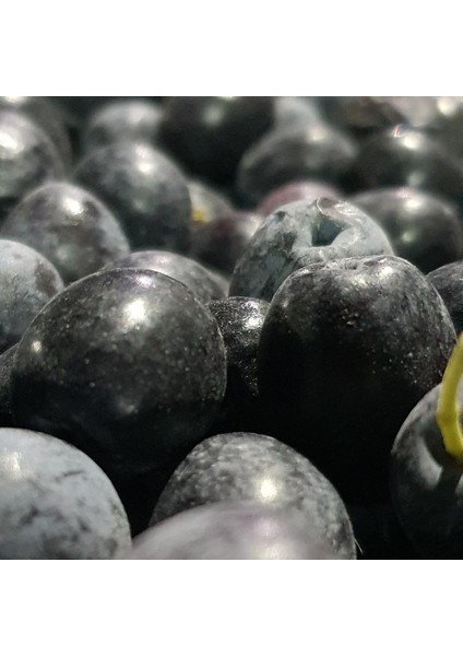 İZORYA Taze Toplanmış Ham Mut Siyahı Zeytini Selelik Çevirmelik 3kg 1 Numara