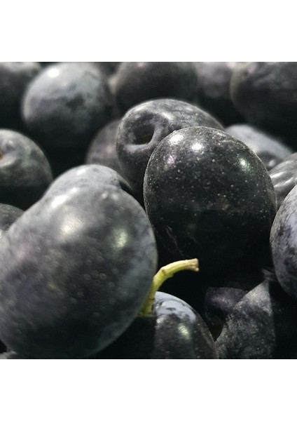 İZORYA Taze Toplanmış Ham Mut Siyahı Zeytini Selelik Çevirmelik 3kg Duble Boy