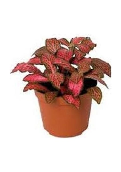 Yaprak Güzeli Fittonia Kırmızı Puantiyeli 10-20 cm