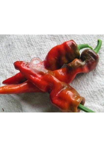 Sivri Biber Tohumu Tatlı Melrose Pepper modelleri