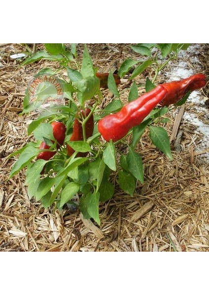 Sivri Biber Tohumu Tatlı Melrose Pepper fırsatları