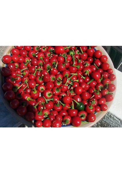 Turşuluk Biber Tohumu Tatlı Top Biberiye fiyatları