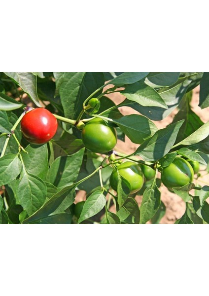 Turşuluk Biber Tohumu Tatlı Top Biberiye modelleri