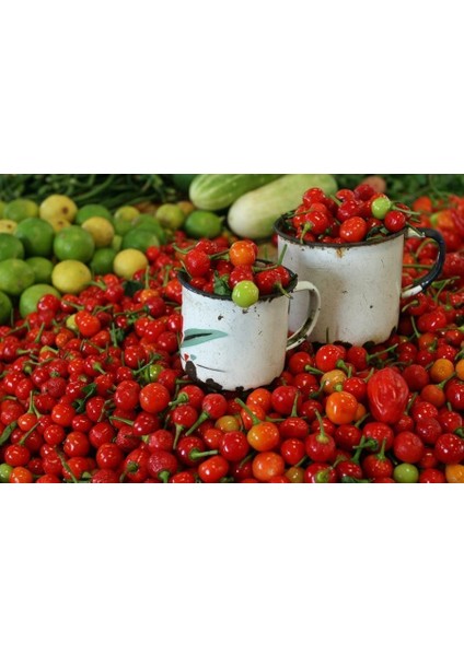 Turşuluk Biber Tohumu Tatlı Top Biberiye fırsatları