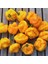 Sarı Jamaika Acı Biber Tohumu Yellow Scotch Bonnet Jamaican 5